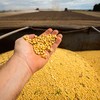 Produtividade média da soja deve ser recorde, estimada em 3.560 kg/ha - Wenderson Araujo/CNA