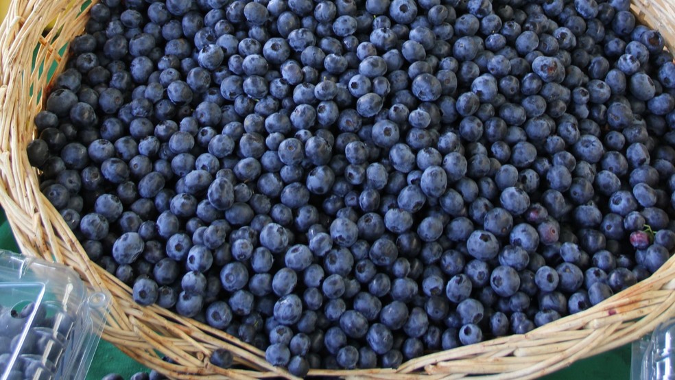Açaí é fruto nativo da floresta amazônica — Foto: Canva/ Creative Commoms