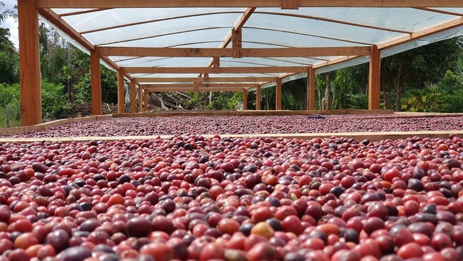 Projeto inclui incentivo à adoção de sistemas agroflorestais nas cadeias do café e do cacau