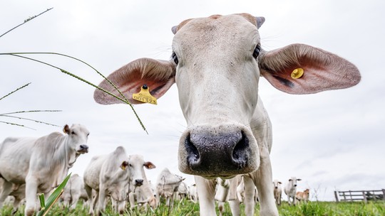 Marfrig planeja investir até R$ 2 bilhões em gado próprio no Brasil