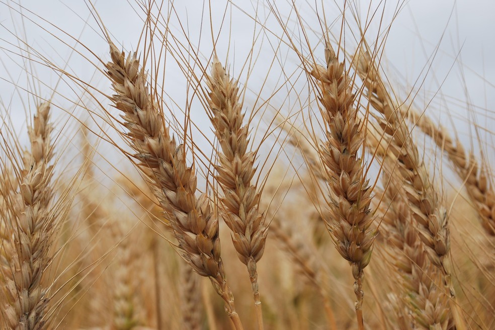 Para 2025, Deral espera uma produtividade média de 4,4 t/ha para a cevada no Paraná — Foto: Embrapa