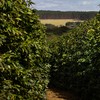 Chuvas fortes no Brasil aliviaram as preocupações com o desenvolvimento da safra de café e pressionaram as cotações - Wenderson Araújo/CNA