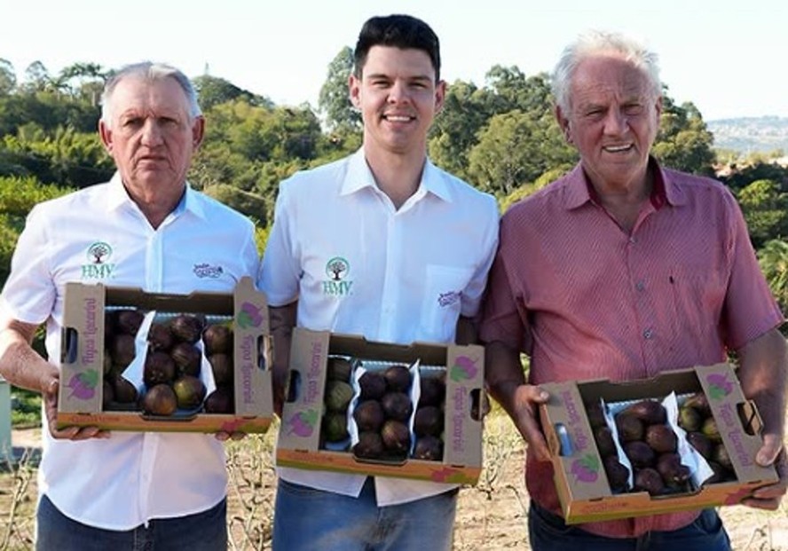 Família Lacarini produz figos em Valinhos há 60 anos