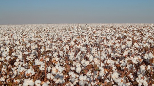 Safra de algodão chegará a 3,45 milhões toneladas, diz StoneX