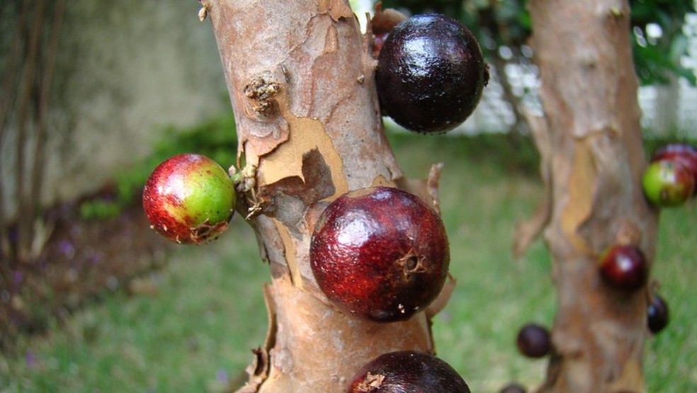 Jabuticaba frutifica no tronco da árvore — Foto: Creative Commons