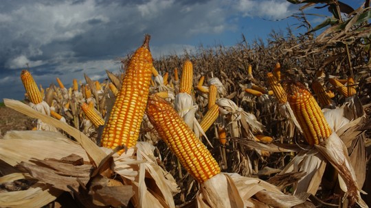 Preço do milho pode cair ainda mais nos próximos meses, avalia consultoria