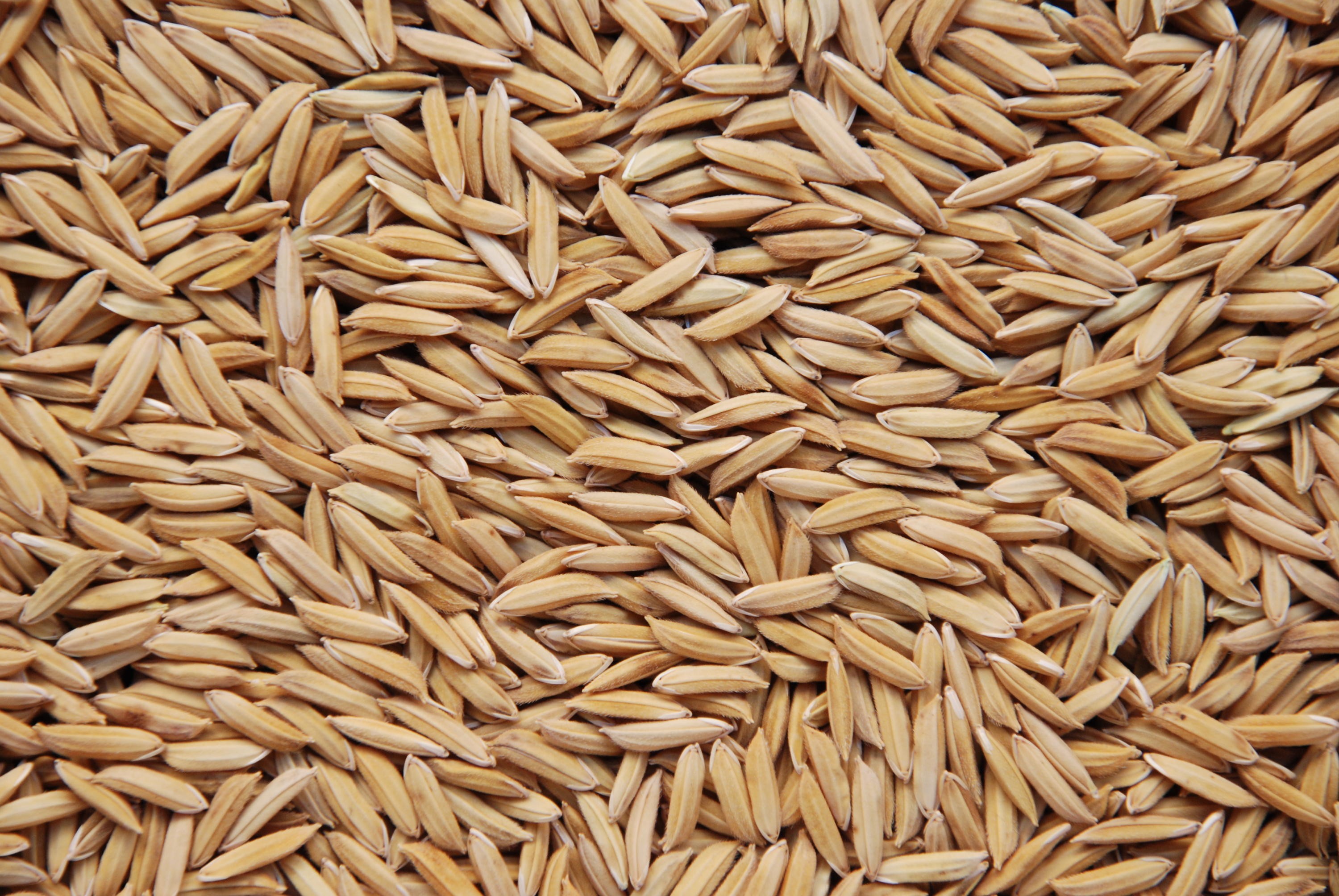 Preço do arroz estabiliza com ajuda da demanda interna e de oferta ajustada