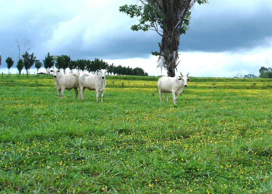 Para CNA, projeto do licenciamento ambiental 'moderniza, agiliza e desburocratiza' concessão de licenças