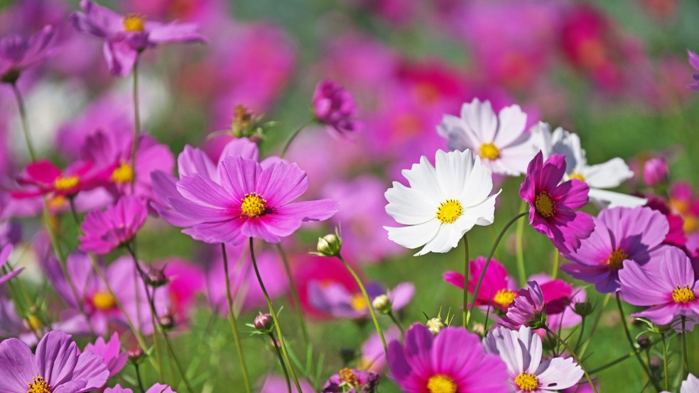 Cosmos — Foto: Canva/Creative Commons