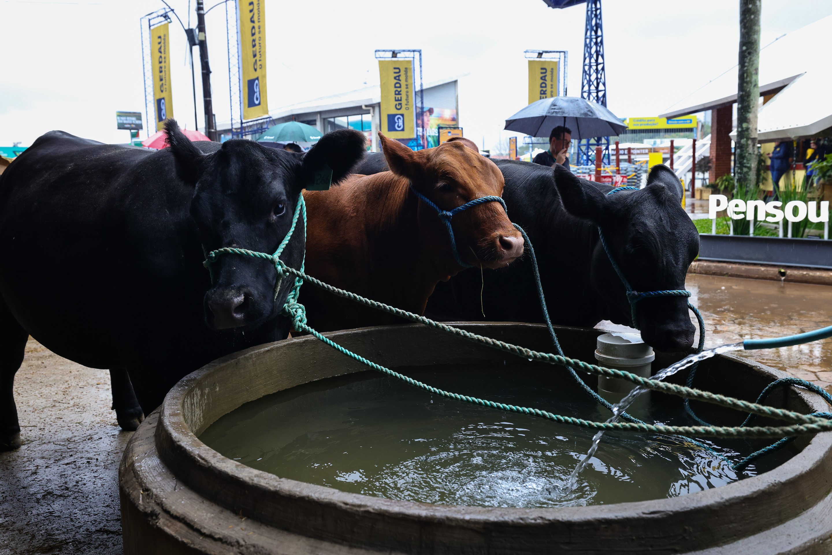Expointer 2026 terá o maior número de animais em 14 anos