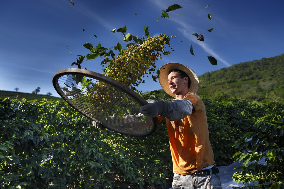 Trabalhador peneirando café na fazenda da Orfeu — Foto: Orfeu