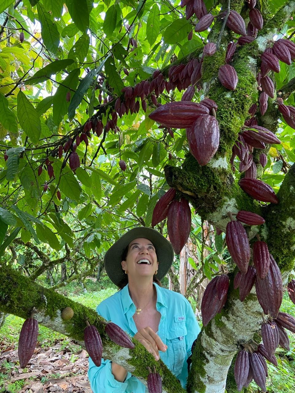 Preço recorde faz produtor de cacau da Bahia voltar a investir