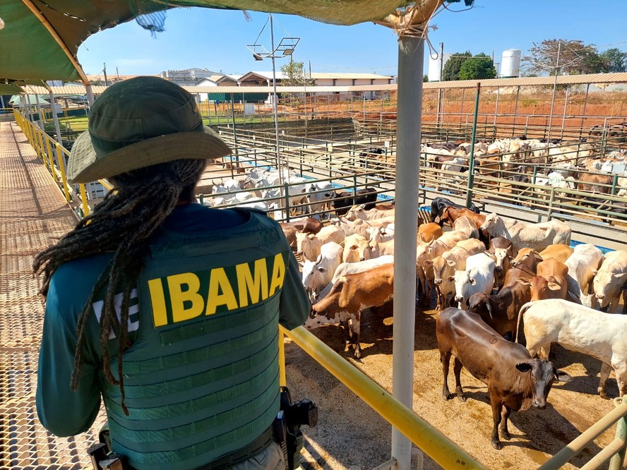 Ibama deflagrou a Operação Carne Fria 3 contra a criação de gado em áreas de desmatamento ilegal