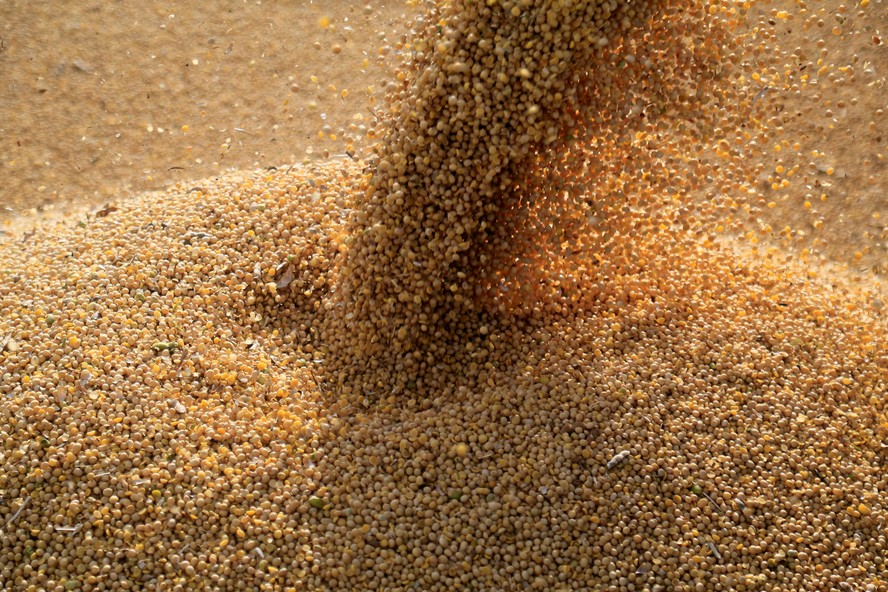 Segundo o USDA, área brasileira de soja está projetada em 45,6 milhões de hectares, 4% superior à da safra 2022/23 e um recorde