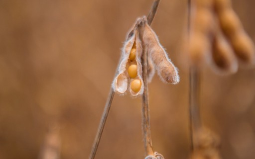 Preço da soja sobe em Chicago após dados de processamento nos EUA