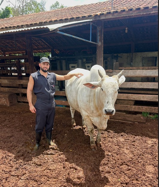 Vaca atinge 724 oócitos em única aspiração e marca recorde em programa de fertilização