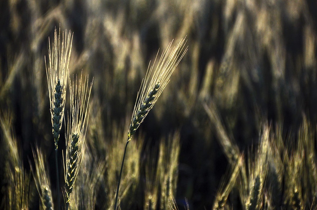 Área plantada de trigo no Brasil deve crescer 5,2% em 2025 - Portais