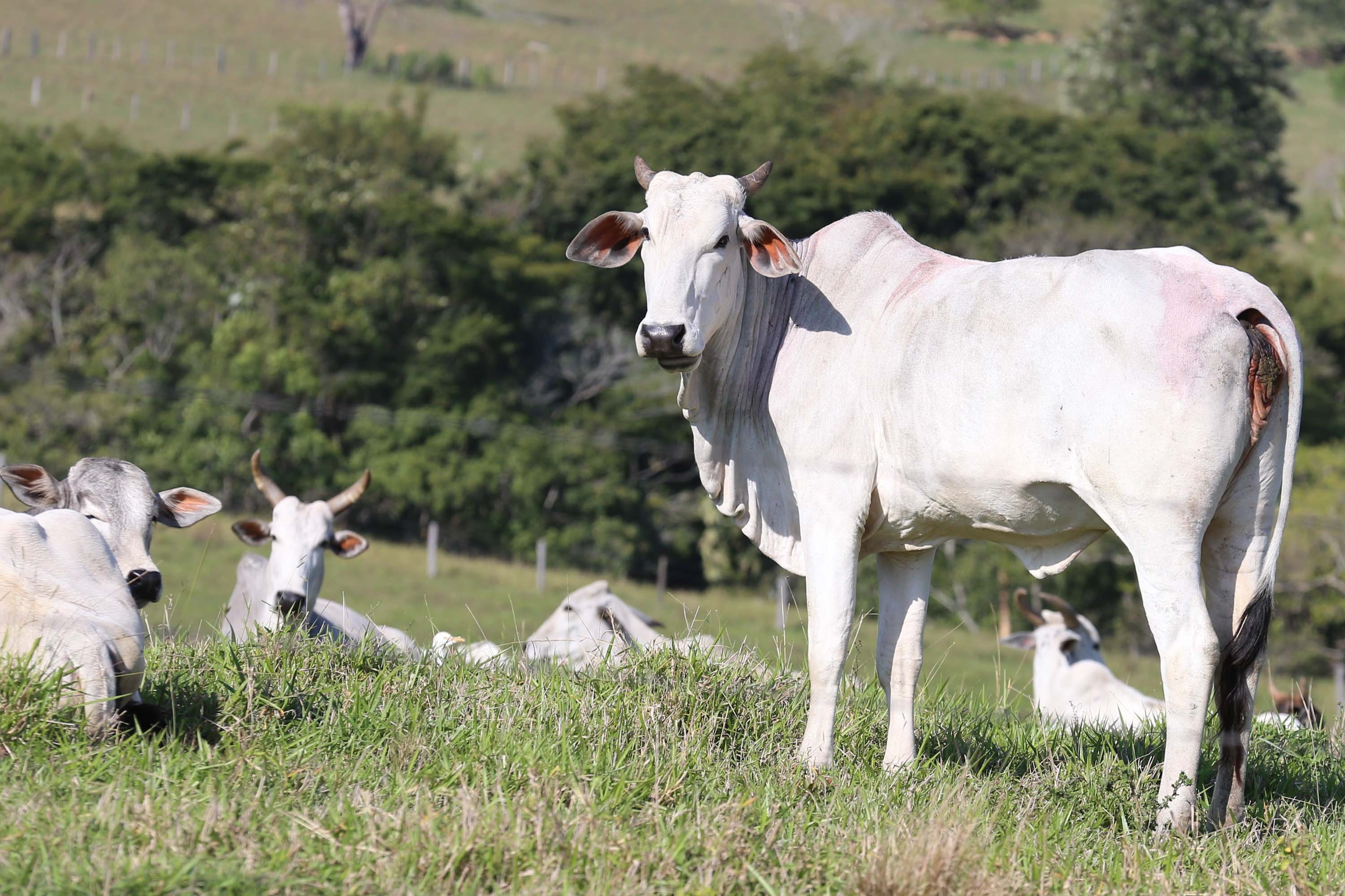 Canadá retoma importação de carne bovina de Estados brasileiros sem vacinação de aftosa