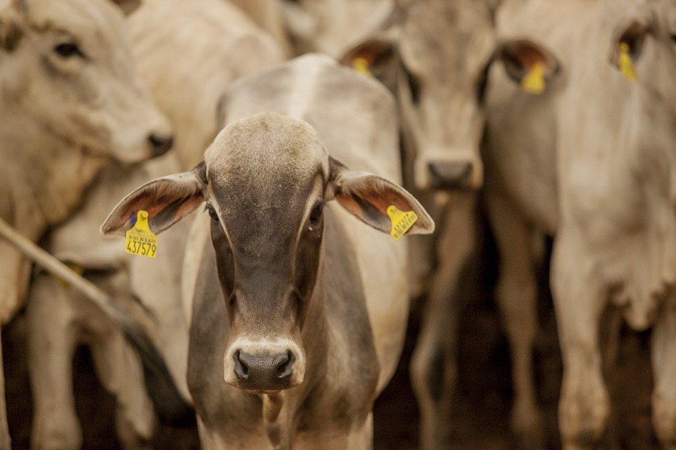 Brasil possui 234,4 milhões de cabeças de gado, segundo o IBGE — Foto:  Giovane Rocha