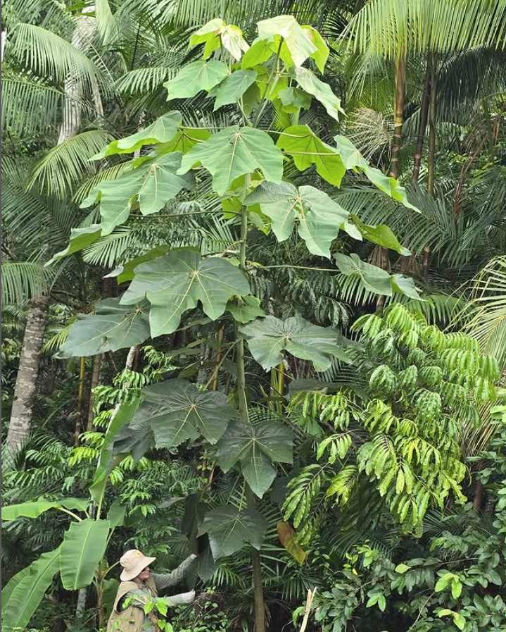 Planta nativa da Amazônia pode substituir o mercúrio na exploração de ouro