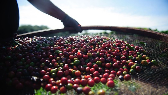 Plataforma conecta cafeicultores e empresas para melhorar gestão do café, em Minas Gerais