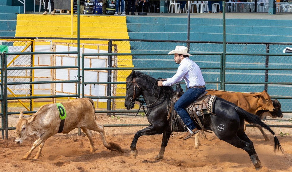 Modalidade exige atenção ao comportamento dos animais e coordenação entre o conjunto — Foto: Divulgação assessoria Murilo Huff