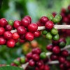 Queda da tarifa abre um caminho enorme para as exportações de café do Brasil, diz analista - Alexandre Soares/Emater-MG