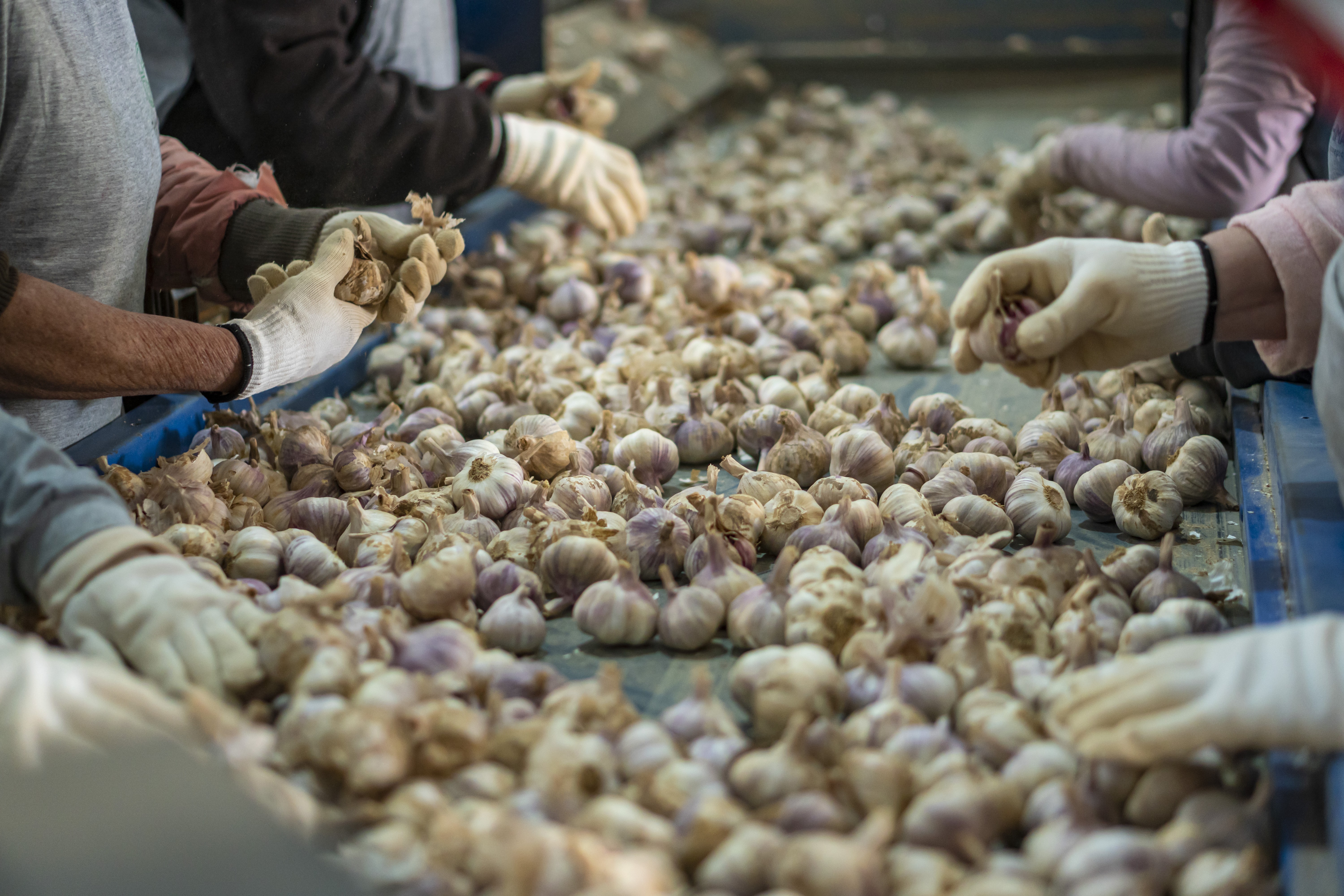 Associação estima queda de 20% na área de alho e vai pedir antidumping