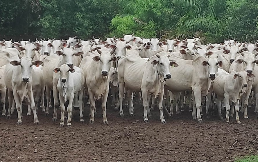 Produto desenvolvido pela Embrapa Rondônia foi testado em mais de 1.500 vacas