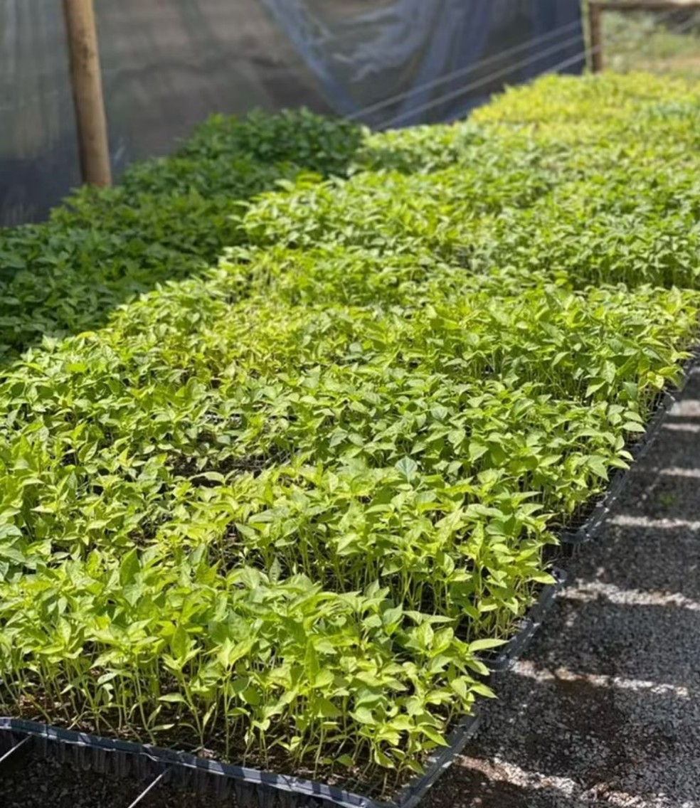 Plantação de pimenta Carolina Reaper, conhecida por ter a maior picância do mundo — Foto: Sabor das Índias/Divulgação