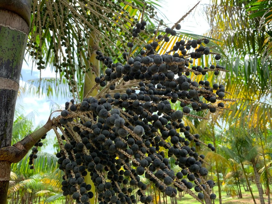 Existem cerca de 50 hectares cultivados com açaí na região noroeste paulista