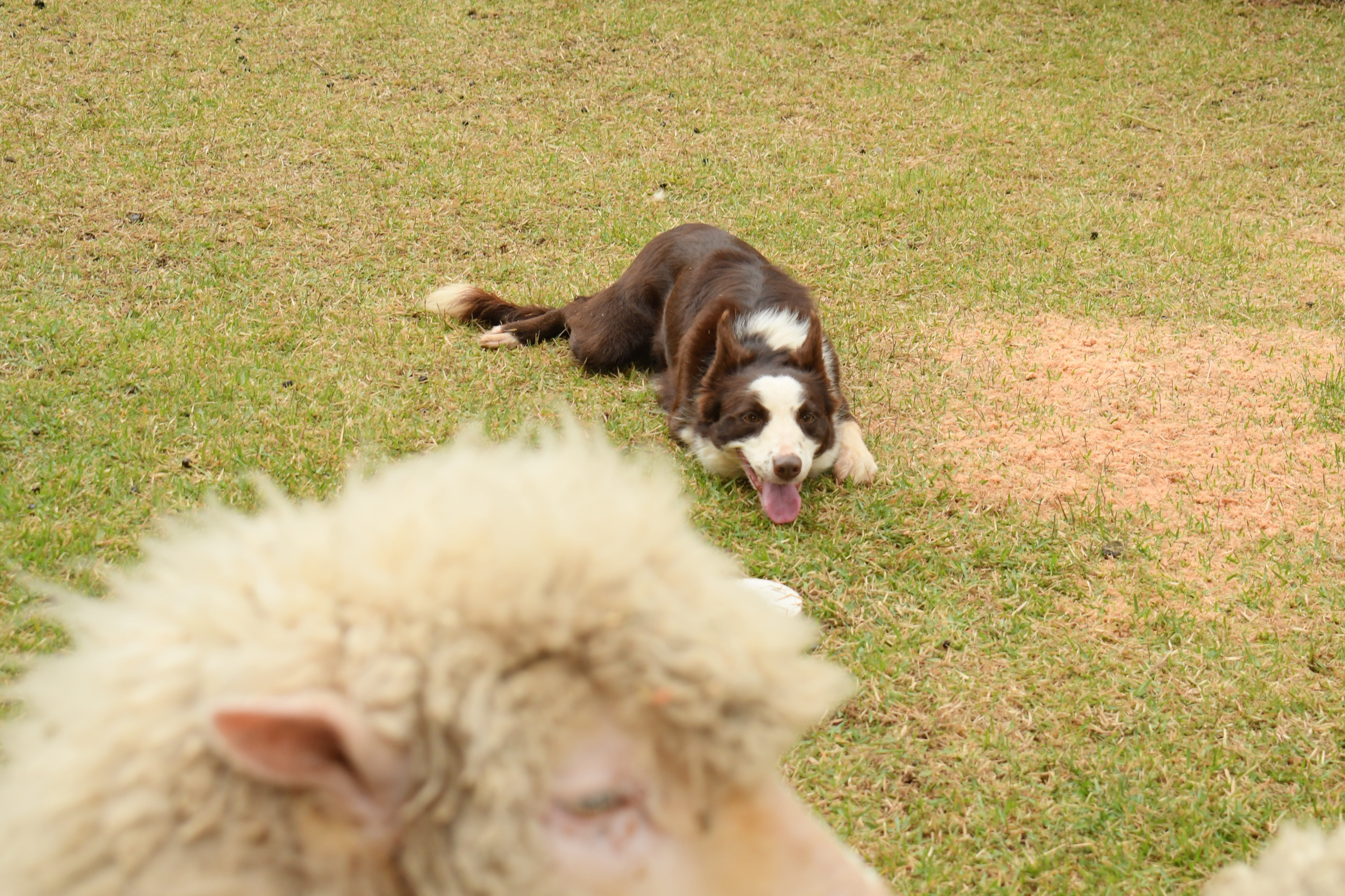 Agilidade de cães pastores encanta o público da Expointer 2026 - Foto