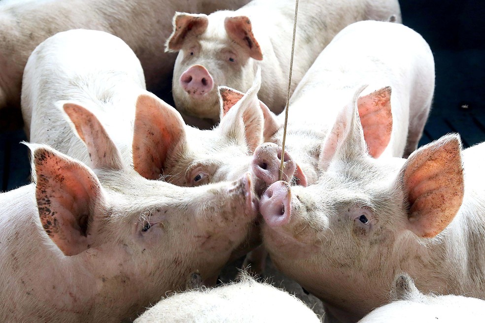 Demanda externa aquecida impulsiona abates de suínos e frangos — Foto: Jaelson Lucas/AEN
