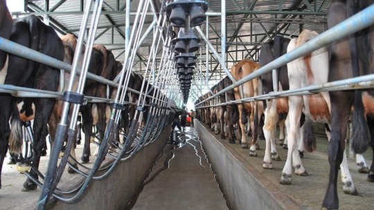 
Indústrias retomam captação de leite no Rio Grande do Sul