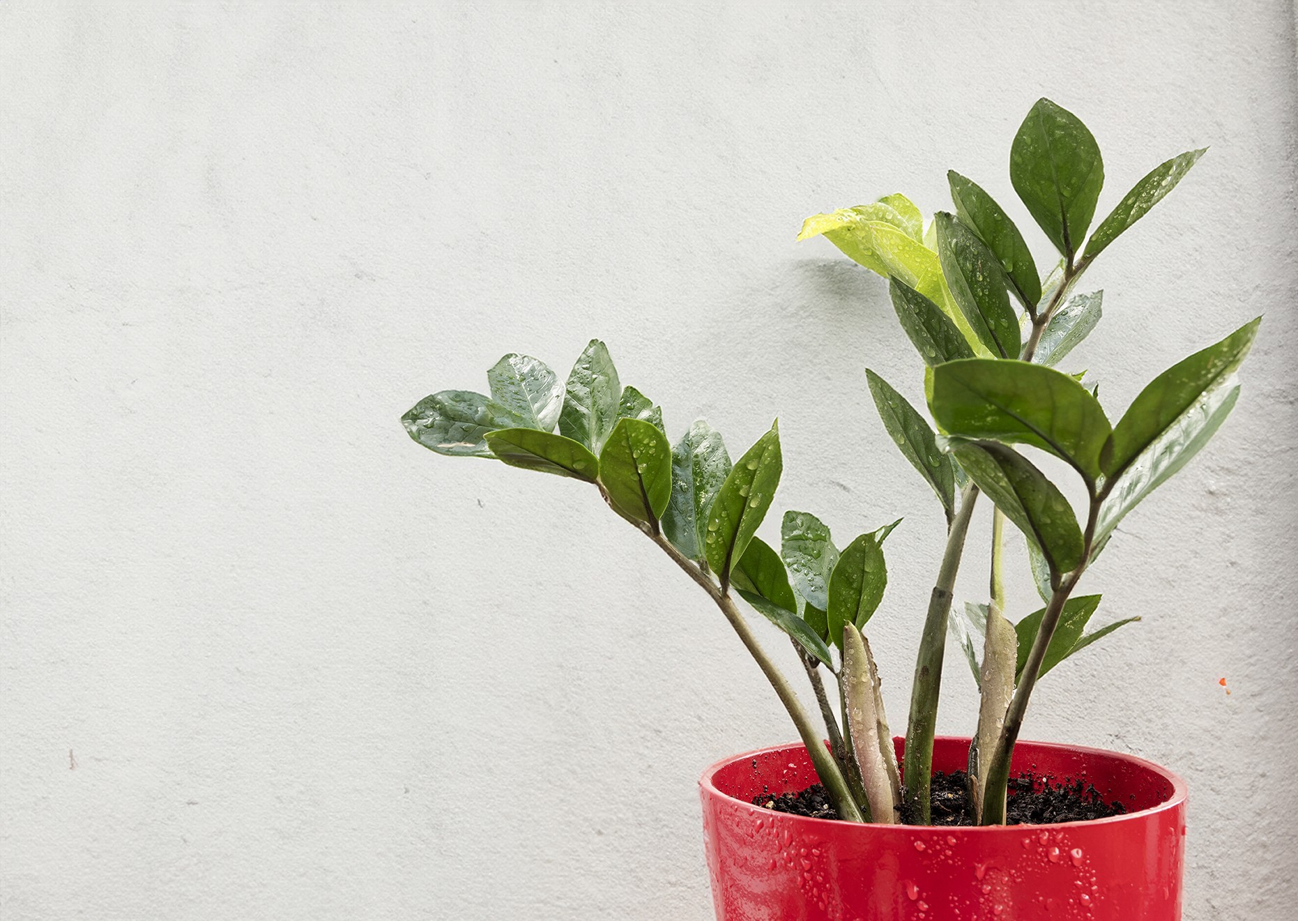 Como cuidar da zamioculca, a planta da fortuna