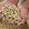 Governo dos EUA anunciou o fim da tarifa de 40% sobre o café brasileiro - CIAT/CCommons