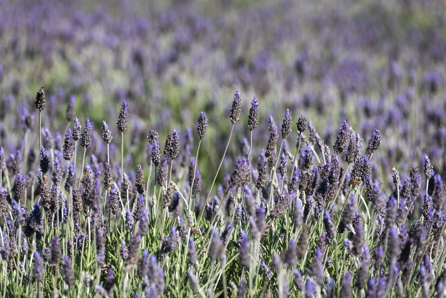 Campos tomados pelas flores violetas são bastante procurados para ensaios fotográficos e passeios em família