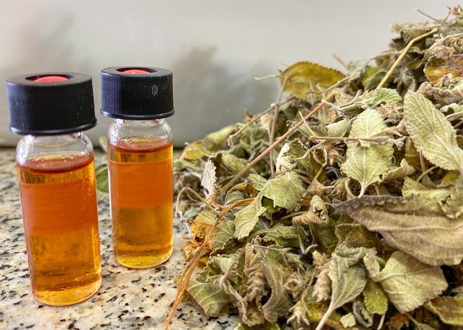 Planta nativa da Caatinga é aposta para novos bioinsumos agrícolas