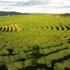 Notícias de melhora nas condições das lavouras de café no Brasil e no Vietnã afetaram as cotações - Divulgação/Grupo Montesanto Tavares