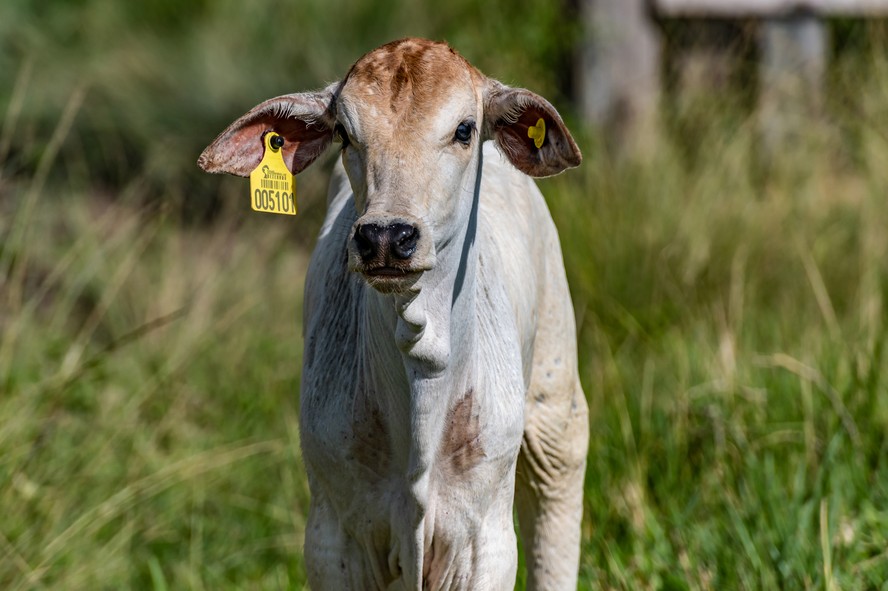 CNA quer prazo de oito anos para transição e implementação de projeto de rastreabilidade em bovinos