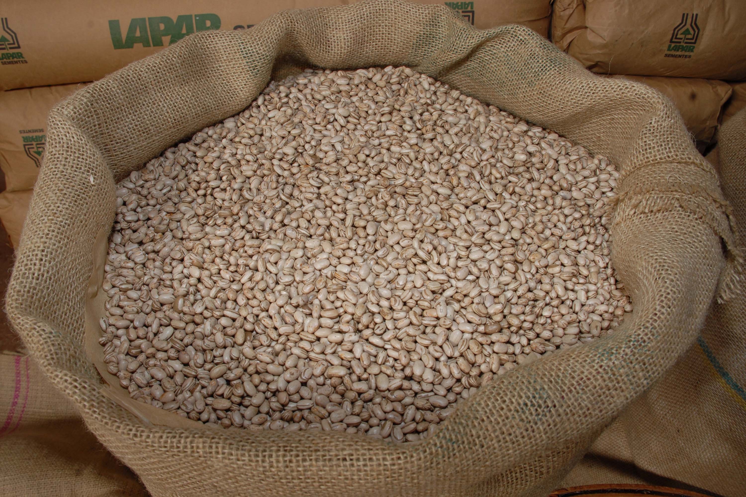 Paraná tem nova agroindústria para beneficiar feijão