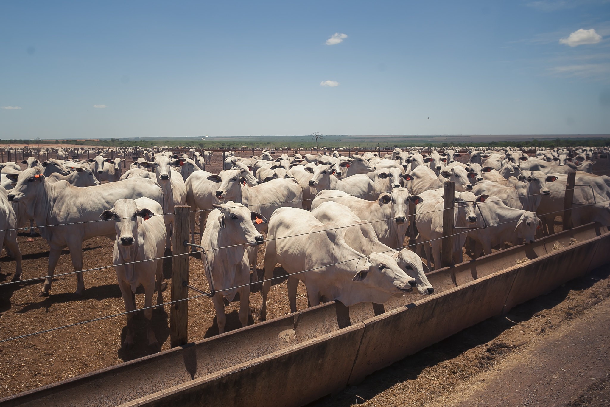 Preço do boi gordo cai em São Paulo com maior oferta de animais