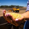 A desvalorização da soja é atribuída à falta de interesse da China pela nova safra americana - Wenderson Araújo/CNA