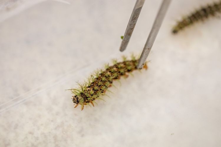 O que fazer ao encontrar taturanas nas hortas ou jardins?