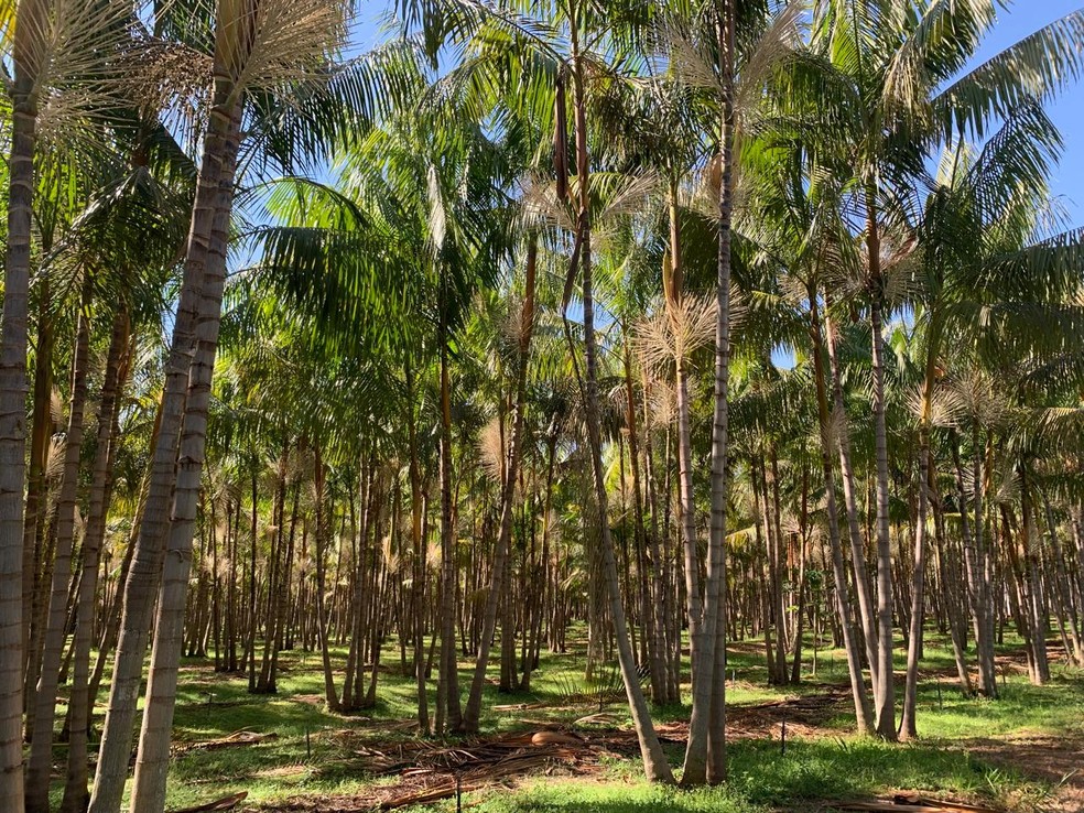Pomares de açaí do produtor Nelcindo Gonsalez — Foto: Divulgação