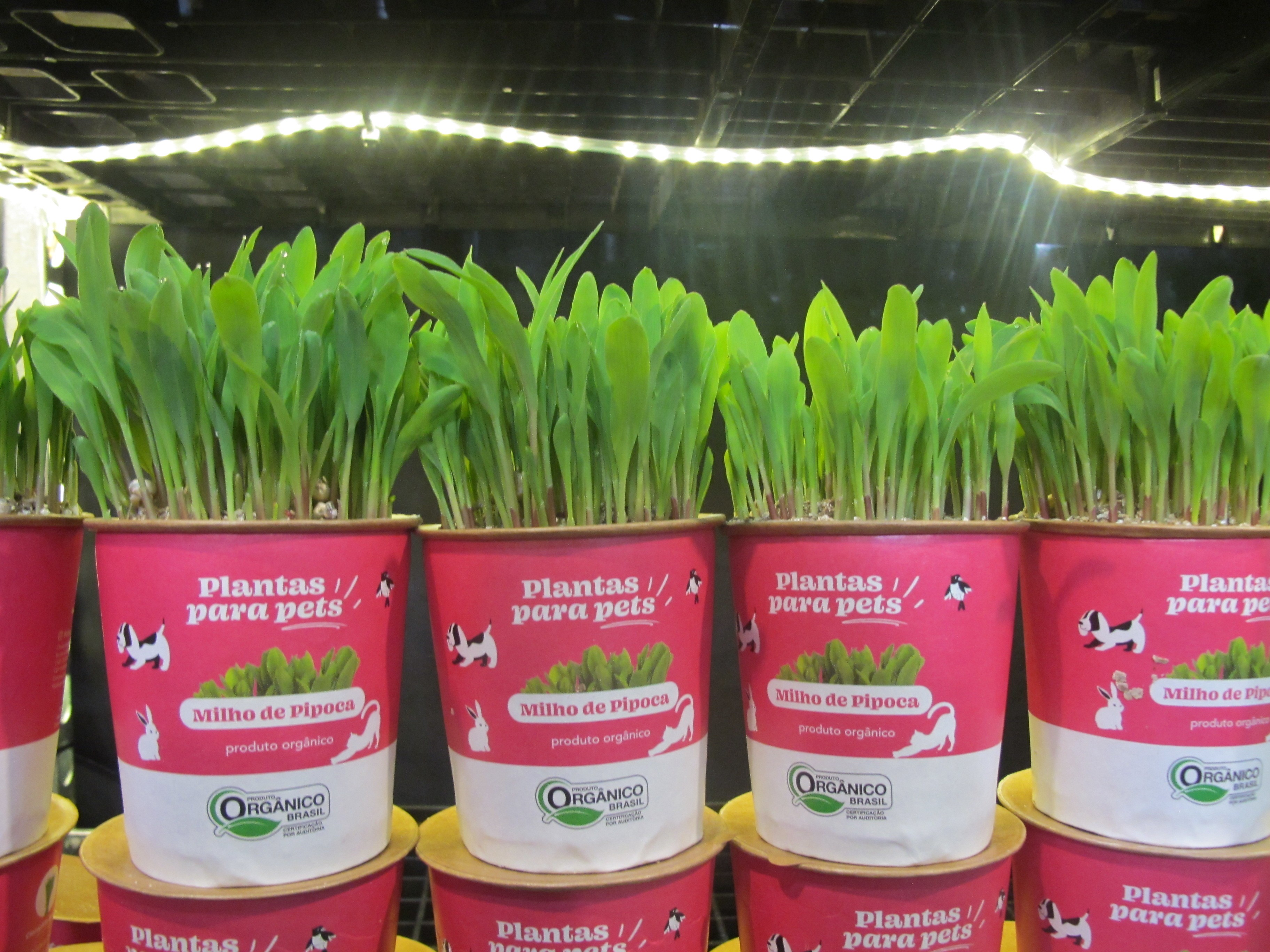 Plantas para pets: empresa aposta em mercado crescente