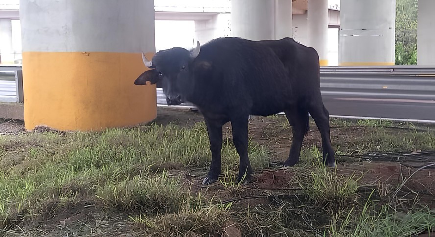 Muitos búfalos foram avistados nesta sexta-feira correndo por ruas e rodovias de Porto Alegre