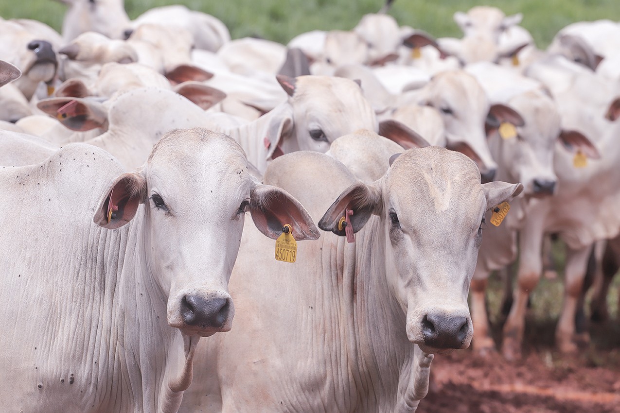 Governo tenta reverter decisão da UE sobre carnes brasileiras