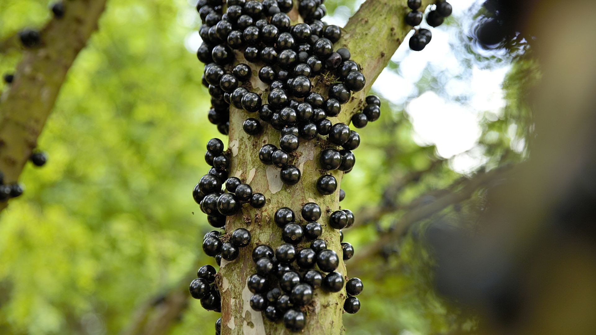 Por que a jabuticaba nasce no tronco, diferente das outras frutas?