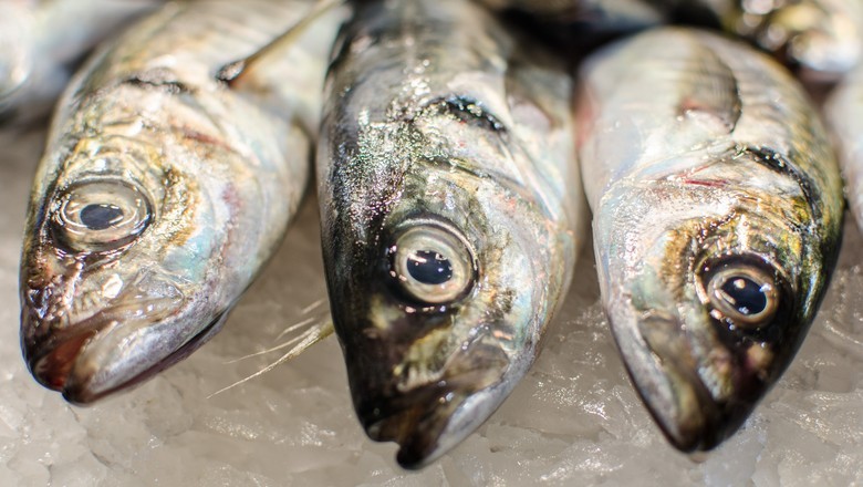 Setor pede ao governo prioridade aos pescados nas negociações com EUA